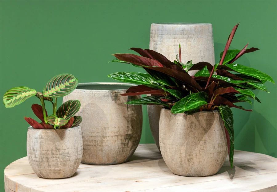 Bloempot Steef Hoog - D26 X H50cm - Creme Groen - Afbeelding 2