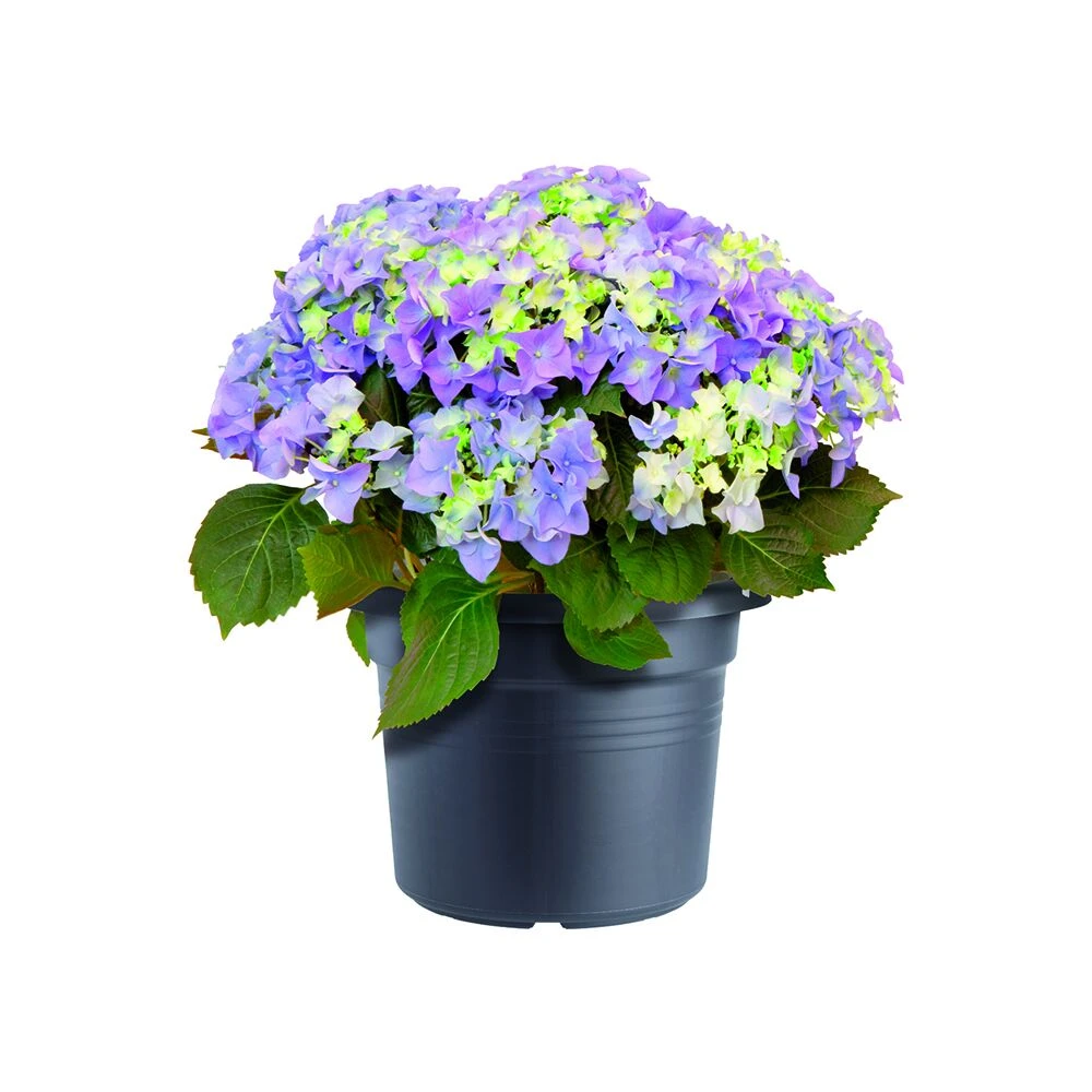 Bloempot Elho Green Basics Cilinder 80cm - Living Black - Afbeelding 2