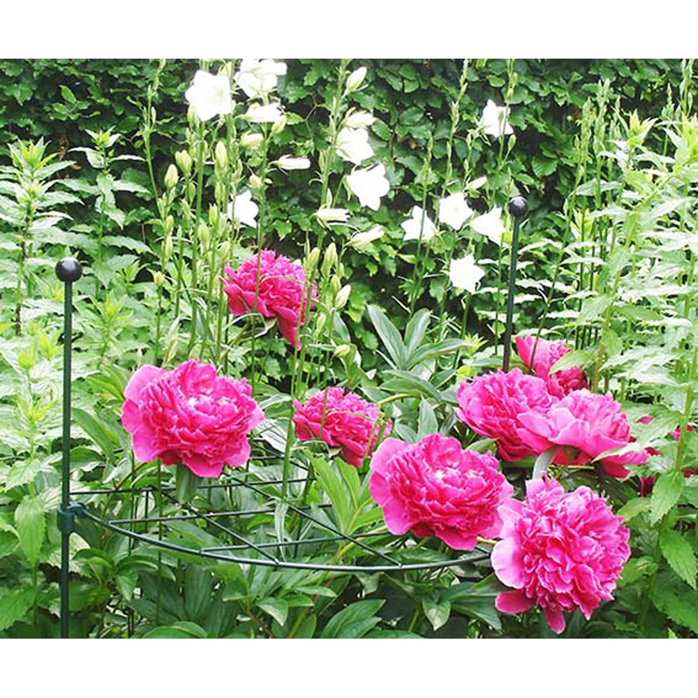 Peacock - Groeiraster Rond U00f860 Cm - Afbeelding 2